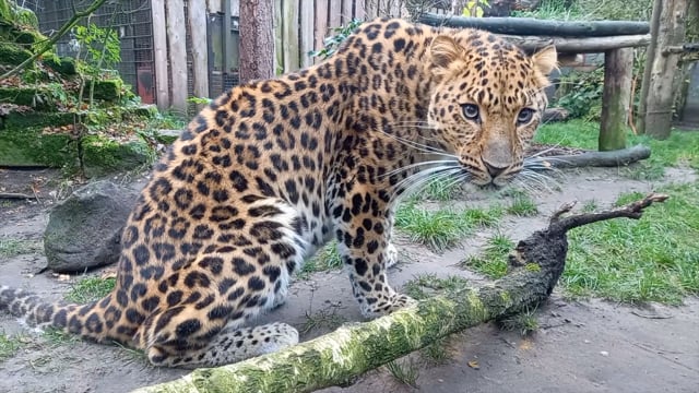 Tiere hinter Gittern - Sind Zoos noch zeitgemäß?