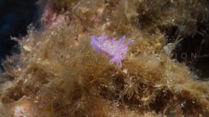 0920_pink flabellina nudibranch