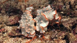 0957_Orange and white nudibranch