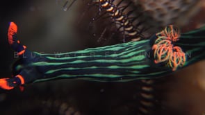 1099_green tiger nudibranch super close up