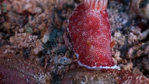 1445_Red nudibranch close up
