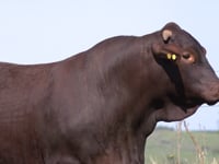 Lote 32