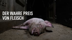 Neue Undercover-Recherche in 5 Schweinebetrieben in Spanien