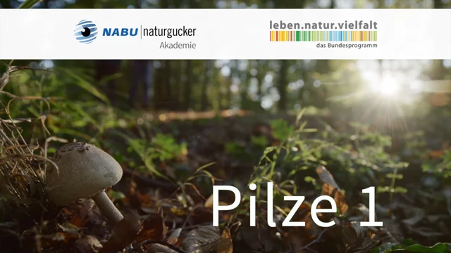 NABUnaturgucker-Akademie: Pilze 1