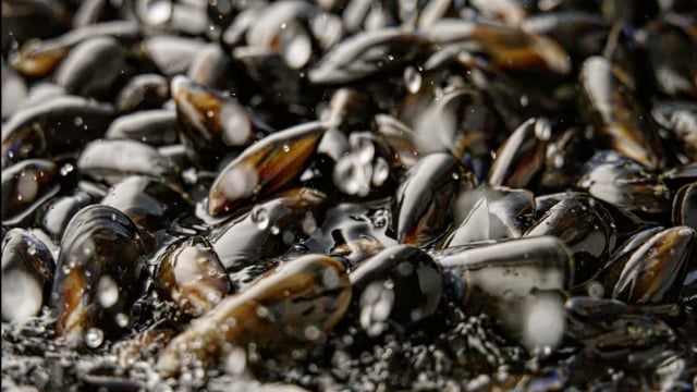 Mussels