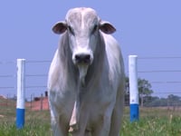 Lote 21