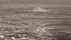 Marlin September 2023 — Vintage Cut — Ocean City, Maryland