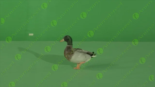 Mallard_duck_walking_green_screen_video_21_A064_C004_1123L6A on Vimeo