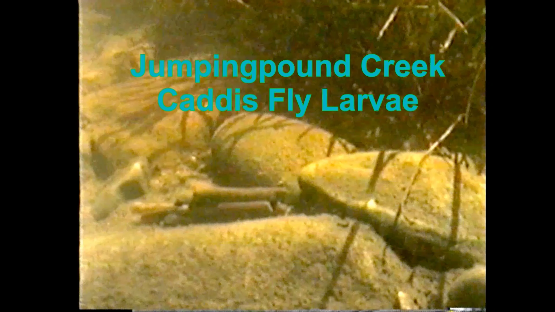 Caddis fly Larvae around the town of Cochrane, Alberta on Vimeo