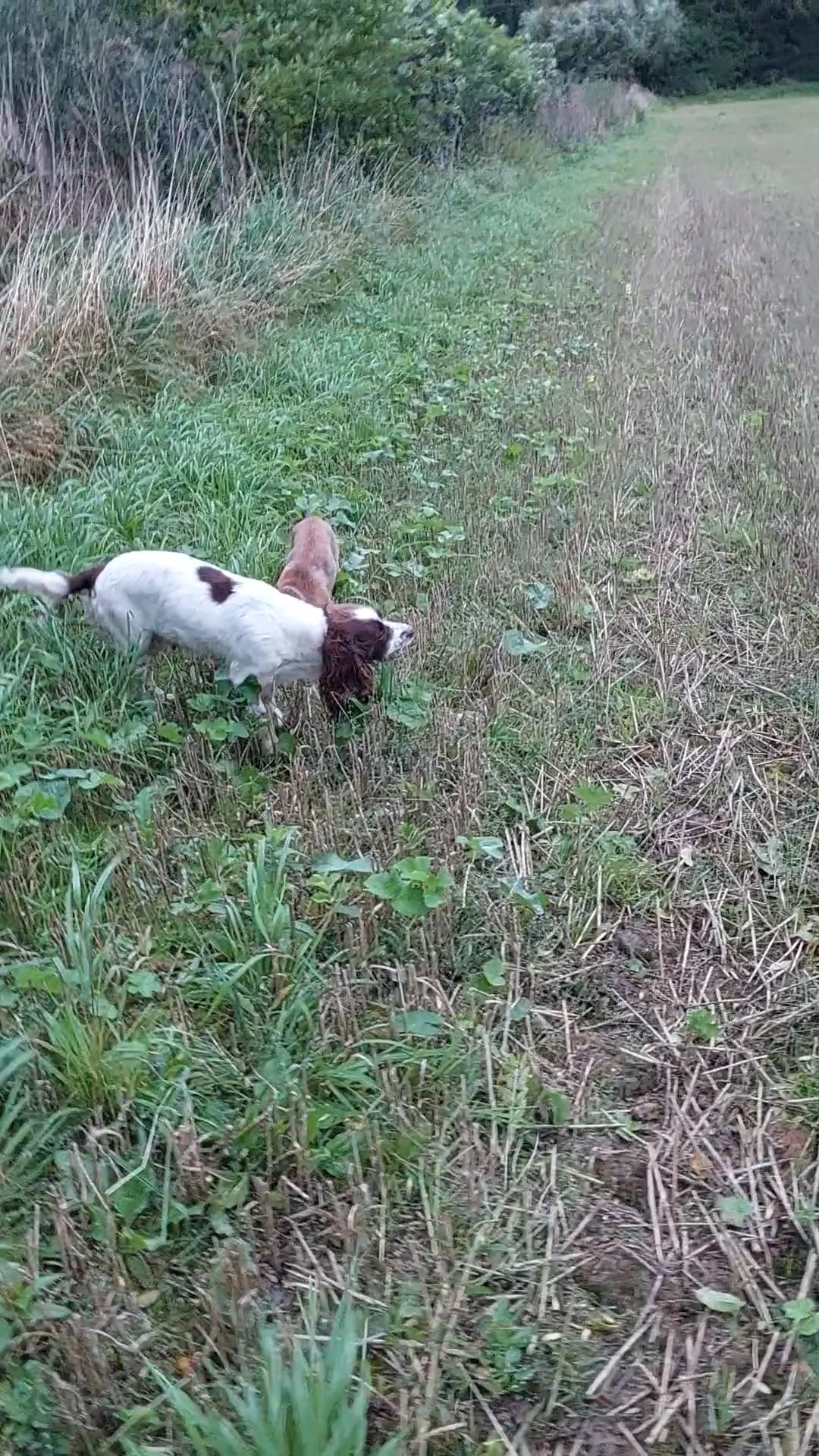 Dogs being dogs v1 on Vimeo