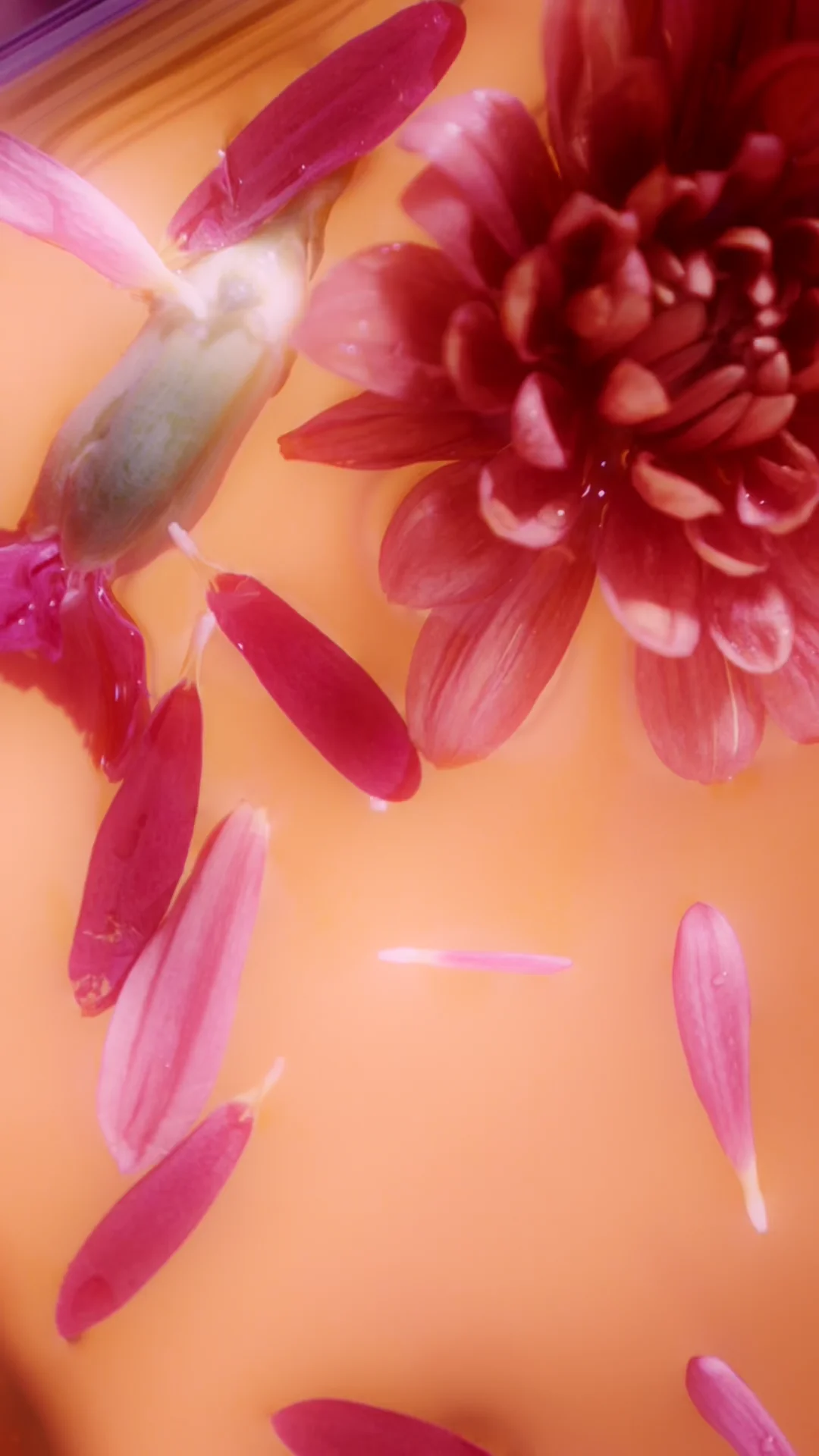 Water Your Flowers on Vimeo