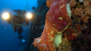 1403_Spanish dancer close up underwater videographer