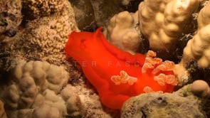 1822_Spanish Dancer crawling over coral reef