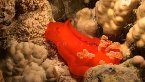 1822_Spanish Dancer crawling over coral reef