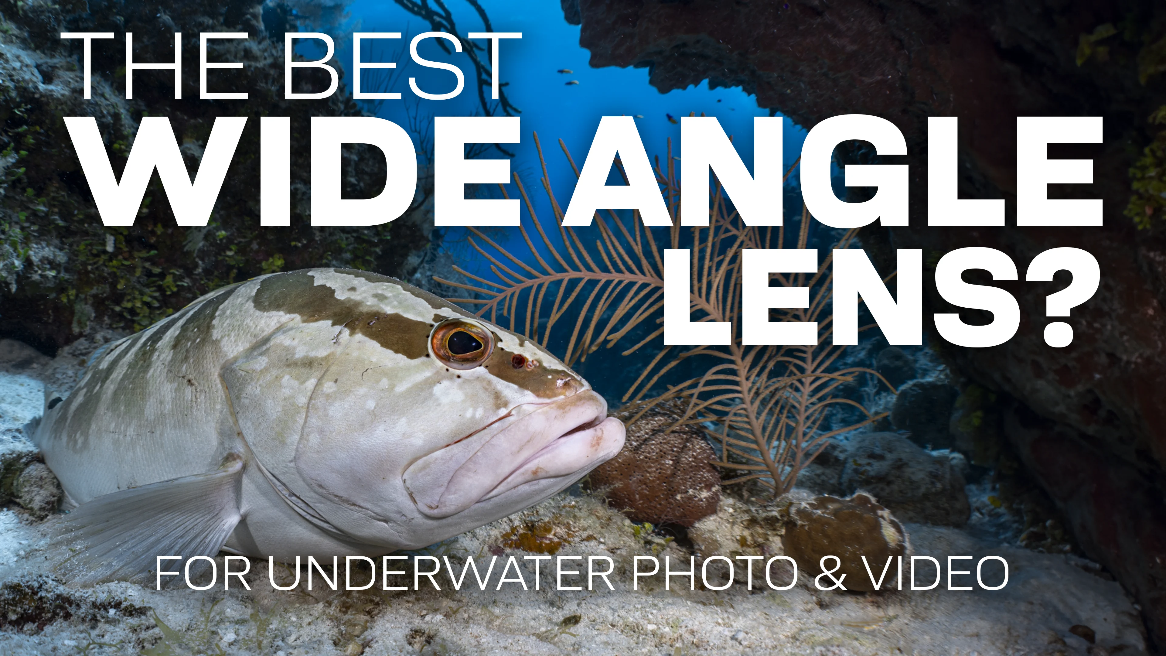 The Best Wide Angle Lens For Underwater Photography & Videography 