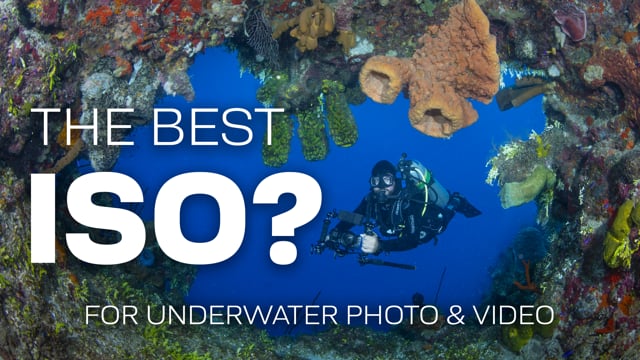 The Best ISO For Underwater Photography & Videography