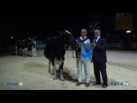 Vaca adulta campeona nacional