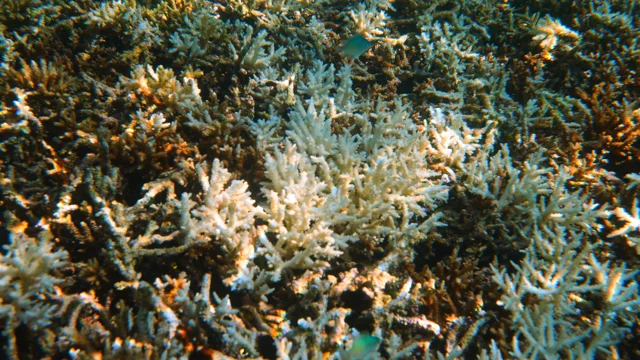 Expedition reveals staggering microbial diversity of Pacific Ocean coral  reefs