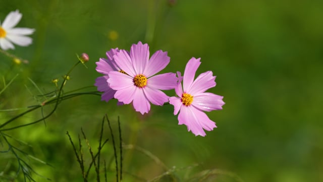 Cosmos Flowers Wind Free Stock Video - Pixabay