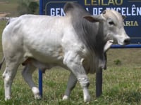 Lote 40