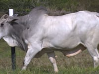 Lote 81