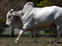 Lote 100
