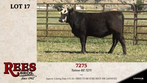 Lot #17 - 7275