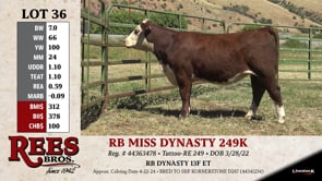 Lot #36 - RB MISS DYNASTY 249K