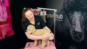 Brushing your Dog's Tail