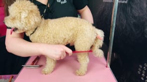 Brushing your Dog's Body and Legs