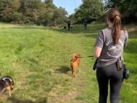 Cora Video