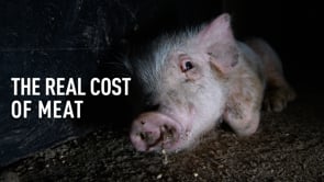The Real Cost of Meat: Spain’s Pig Meat Industry