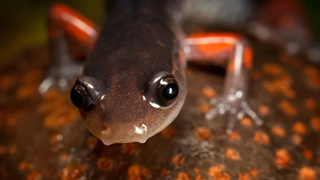 Innovation: US Fish and Wildlife Ban Salamander Trade