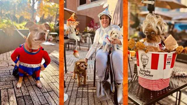 PAWS Chicago - Vote in our Pet Costume Contest! We