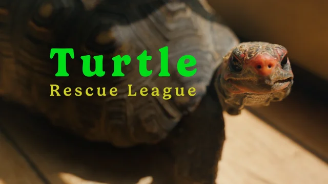 Turtle Tofu Press  The Animal Rescue Site