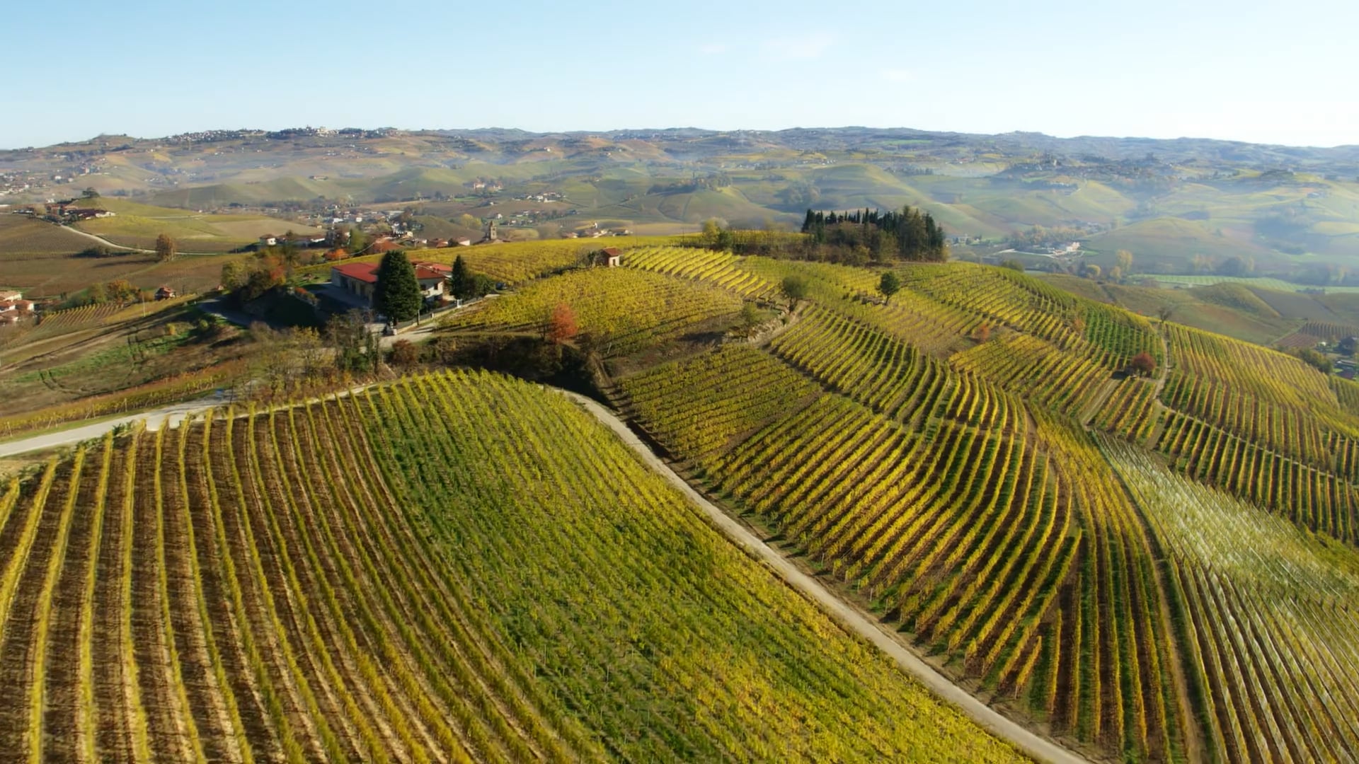 Vigneti - Vineyards