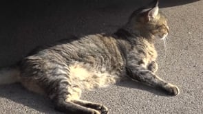 Sol Gat i l'Anxova Peluda veuen globalment positiva la nova llei de mascotes
