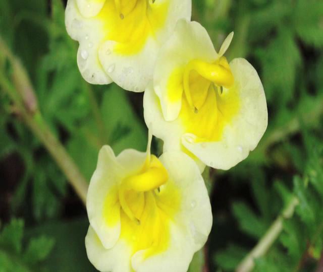 Science at FMNH - Floral Color and Flower Evolution