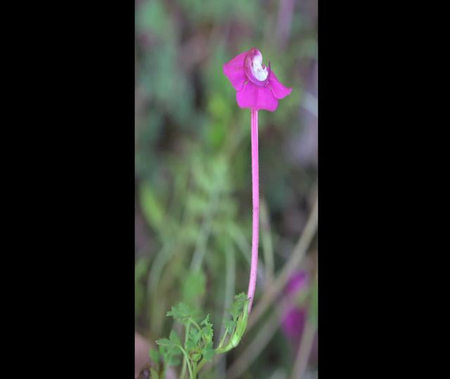 Science at FMNH - Floral Tubes and Flower Evolution