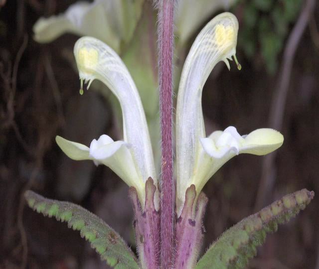 Science at FMNH - Floral Beaks and Flower Evolution