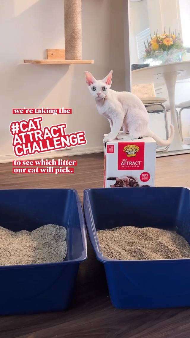 Cat clearance attract litter