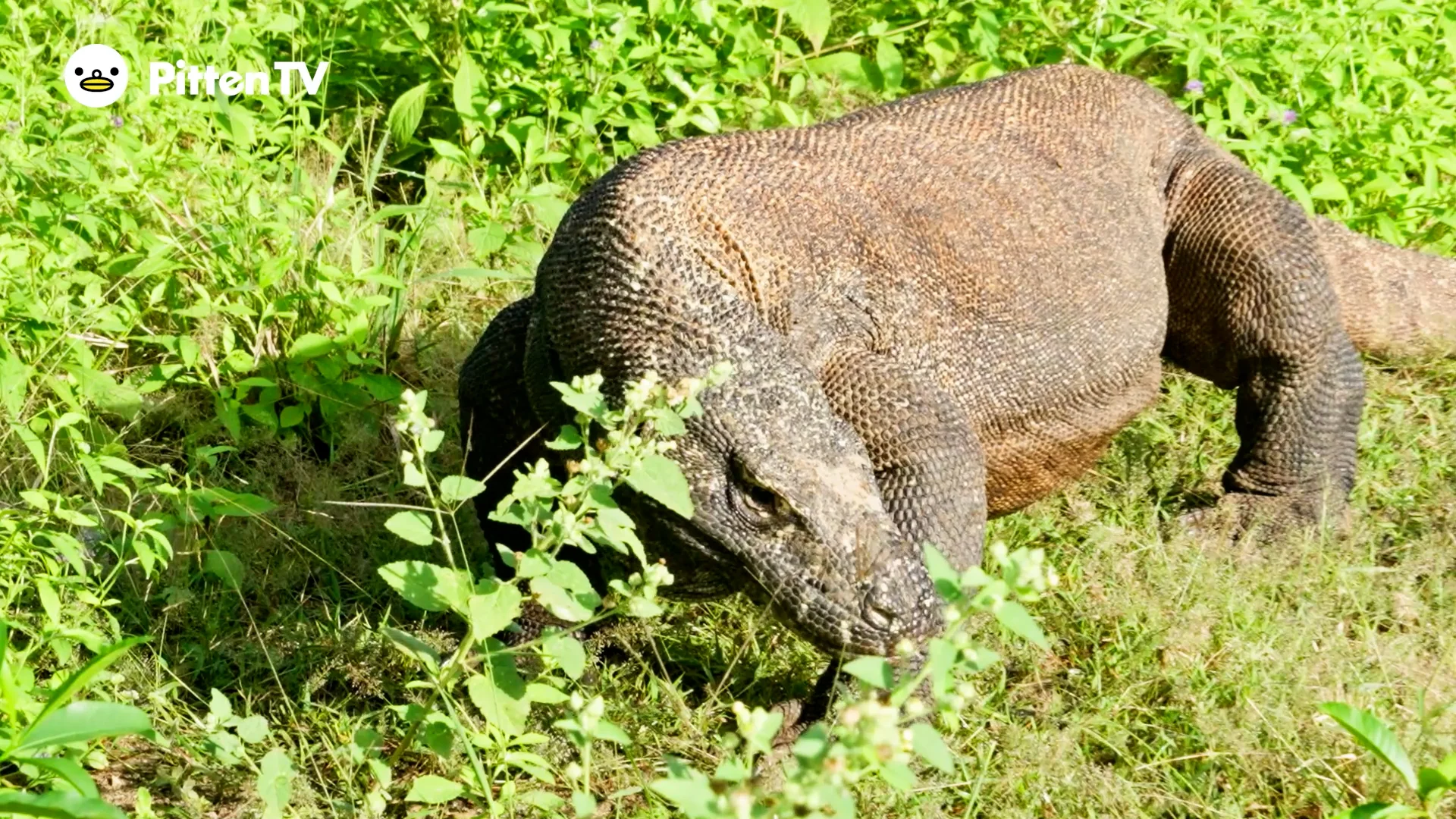 コモドドラゴンを動画で見てみよう！ | インターネット動物園『PITTEN