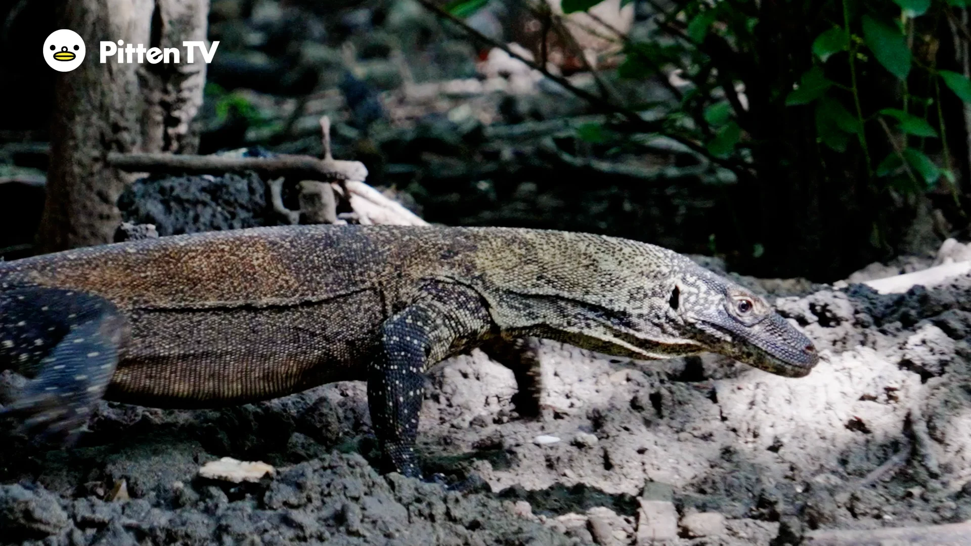 コモドドラゴンを動画で見てみよう！ | インターネット動物園『PITTEN