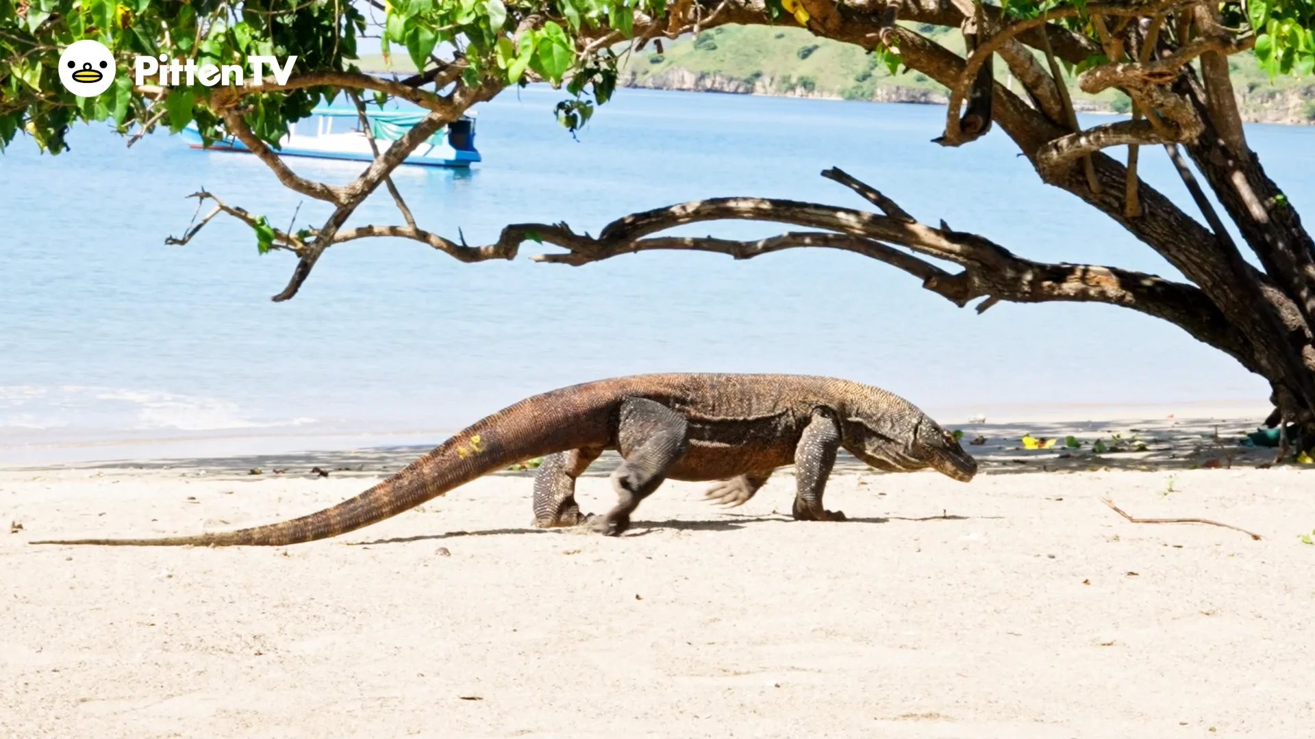 コモドドラゴンを動画で見てみよう！ | インターネット動物園『PITTEN