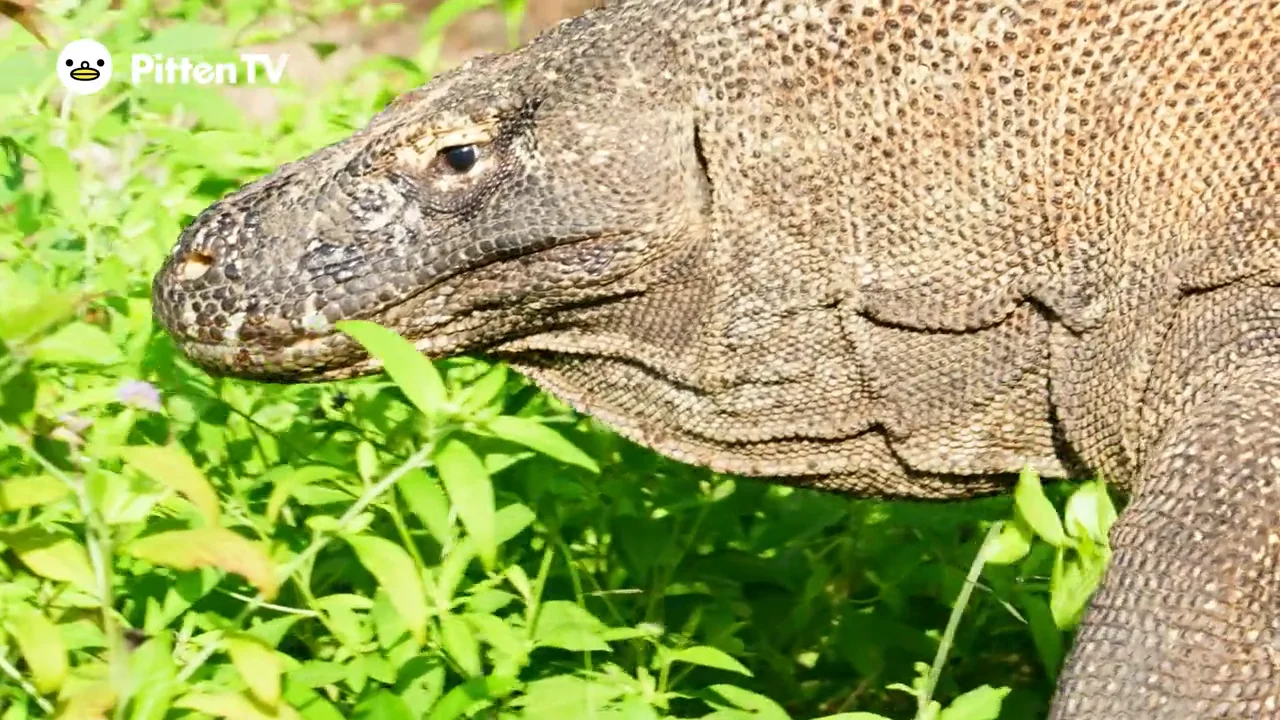 コモドドラゴンを動画で見てみよう！ | インターネット動物園『PITTEN