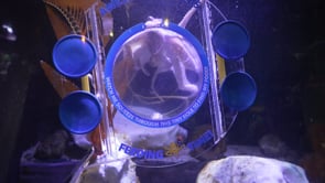 Houdini -SEA LIFE Sydney Aquarium 