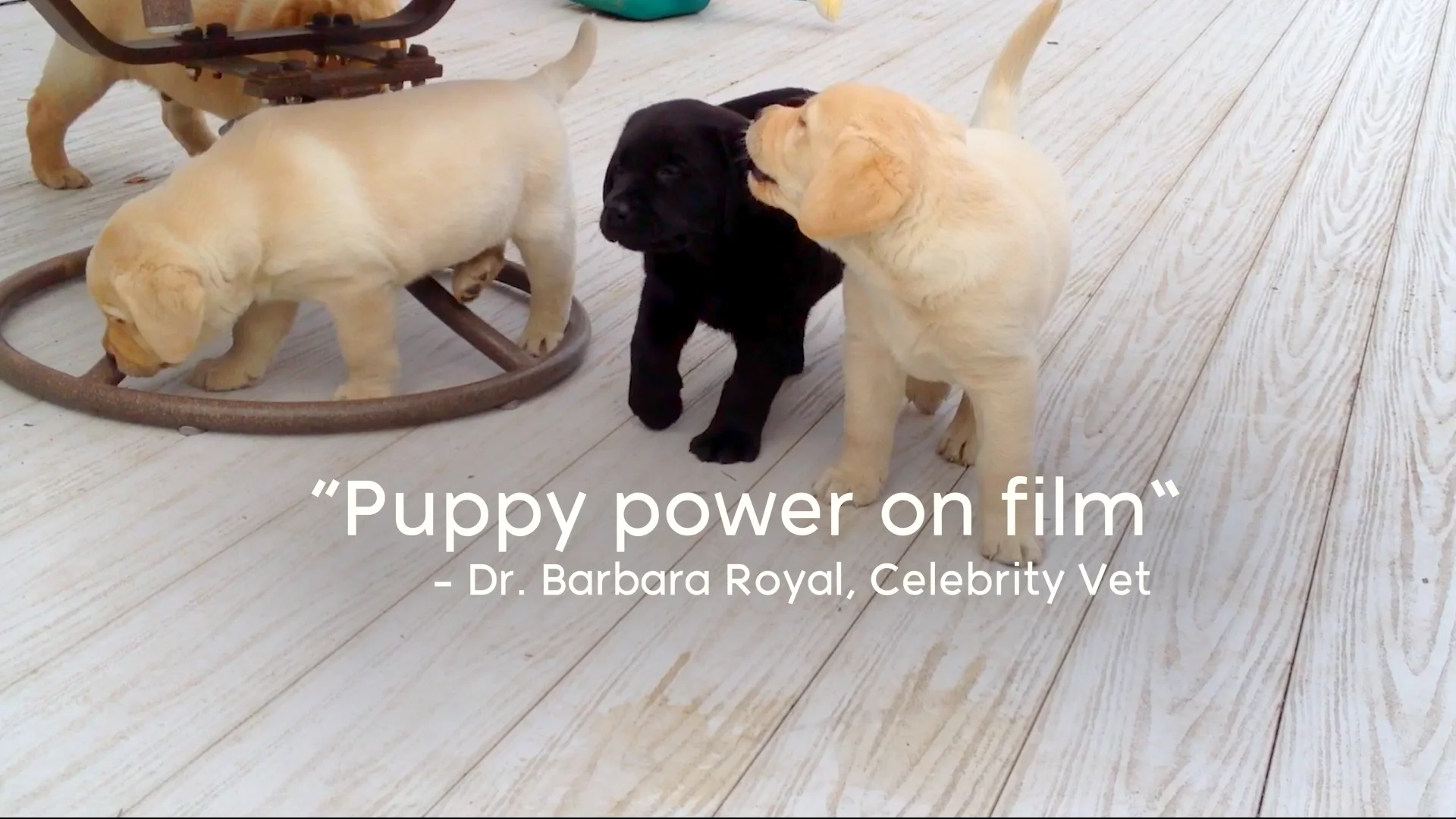 Watch Puppy Love Online Vimeo On Demand on Vimeo