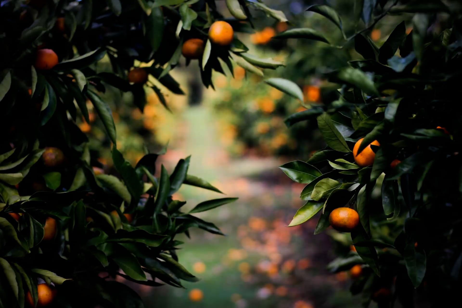 https://i.vimeocdn.com/video/1731342010-a223481f9ac6326f790150ff480bd147927c5b80c6f1d9bdda41385d54262151-d