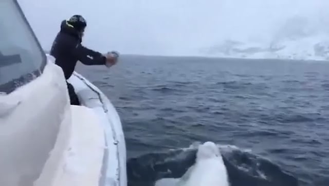 바다에 던진 럭비볼을 다시 돌려주는 흰돌고래