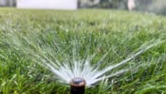 Professional Landscape Management Near Me